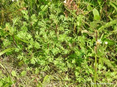 Leucanthemum pluriflorum