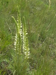Pedicularis achilleifolia
