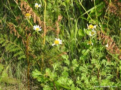Leucanthemum pluriflorum