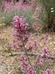 Centranthus longiflorus