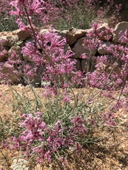 Centranthus longiflorus