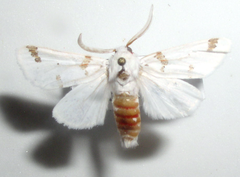 Euerythra trimaculata