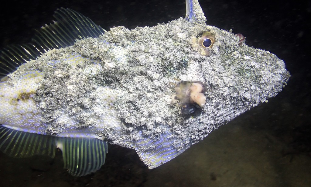 Rough leatherjacket (Scobinichthys granulatus) — Monacanthidae