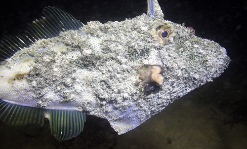 Rough leatherjacket (Scobinichthys granulatus) — Monacanthidae
