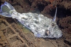 Rough Leatherjacket photo 5