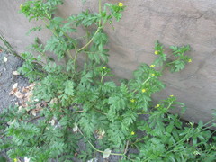 Potentilla supina