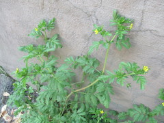 Potentilla supina
