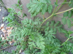Potentilla supina