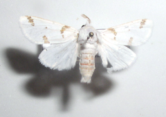 Euerythra trimaculata