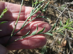 Asparagus undulatus