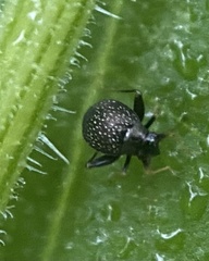 Microtechnites bractatus