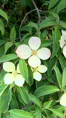 Cornus capitata