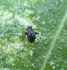 Microtechnites bractatus