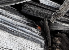 Tetranychus cinnabarinus