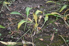Allium ursinum