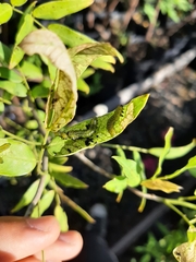 Adurgoa gonagra