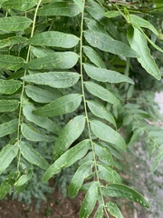 Gleditsia triacanthos