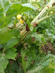 Tyria jacobaeae