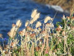 Anthyllis vulneraria iberica