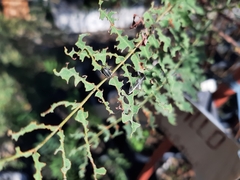 Eudiagogus episcopalis