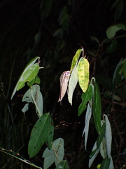 Hippotion velox