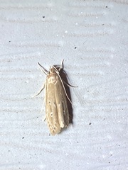 Limnaecia phragmitella