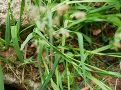 Luzula desvauxii
