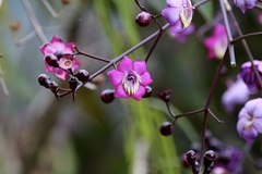 Meriania mexiae