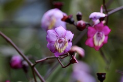 Meriania mexiae