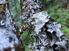 Platismatia norvegica