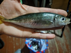 Trachurus