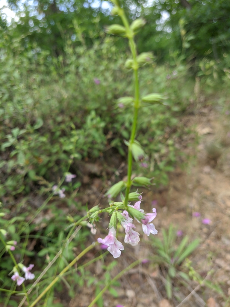 Stachys angustifolia