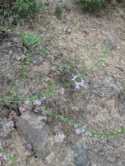 Stachys angustifolia
