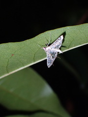 Glyphodes onychinalis