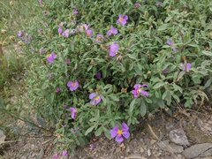 Cistus tauricus