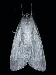 Chlenias banksiaria