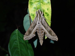 Hippotion velox
