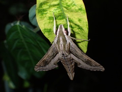 Hippotion velox