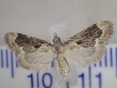 Otiophora leucura