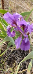 Iris glaucescens