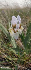 Iris glaucescens
