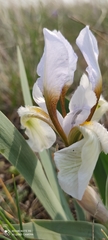 Iris glaucescens