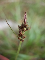Carex pilulifera