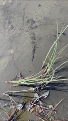 Lampetra planeri