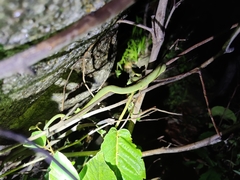 Craspedocephalus gramineus