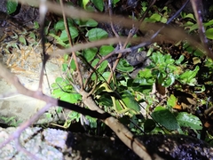 Craspedocephalus gramineus