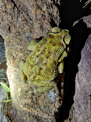 Duttaphrynus melanostictus