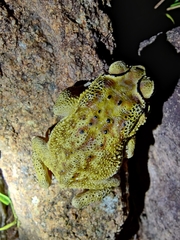 Duttaphrynus melanostictus