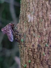 Telamona ampelopsidis