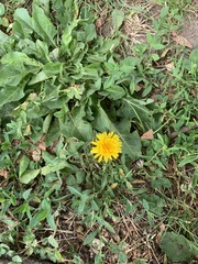 Taraxacum officinale
